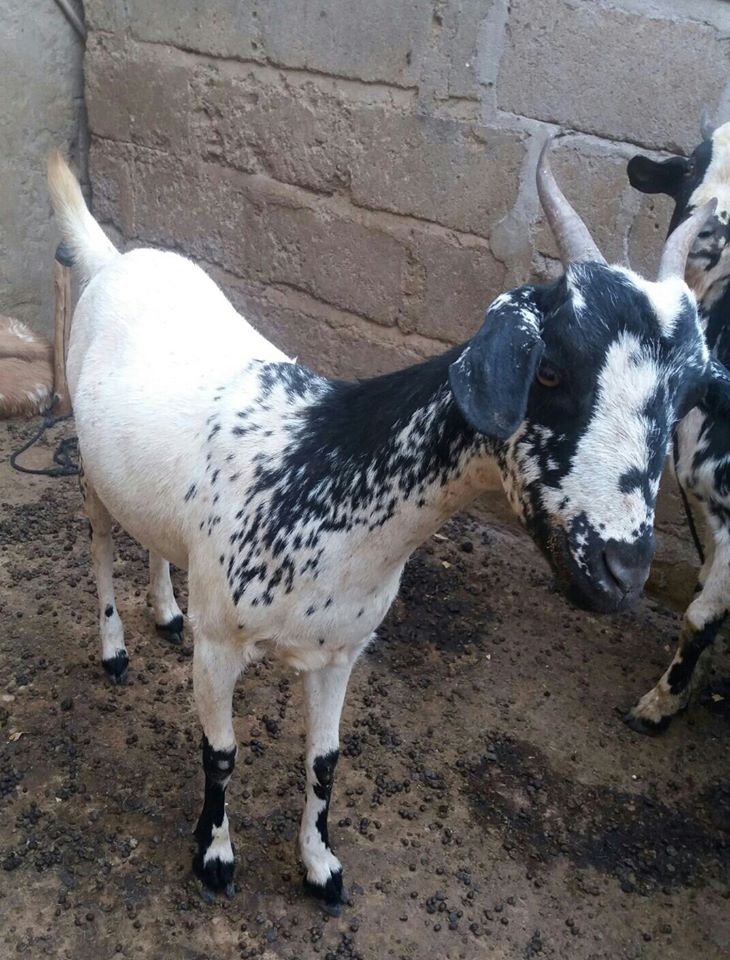 progetto microcredito capre Mali